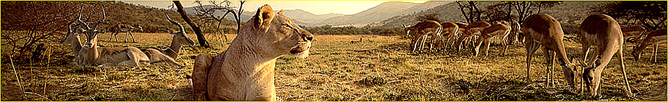 Animal sanctuaries,wildlifeparks and Zoo's in Cornwall